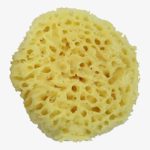 SPONGE