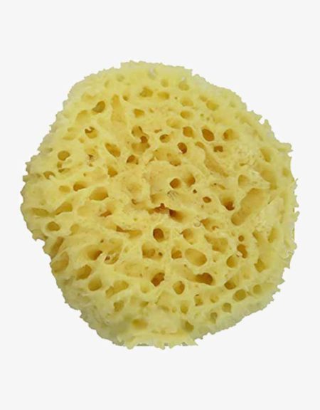 SPONGE